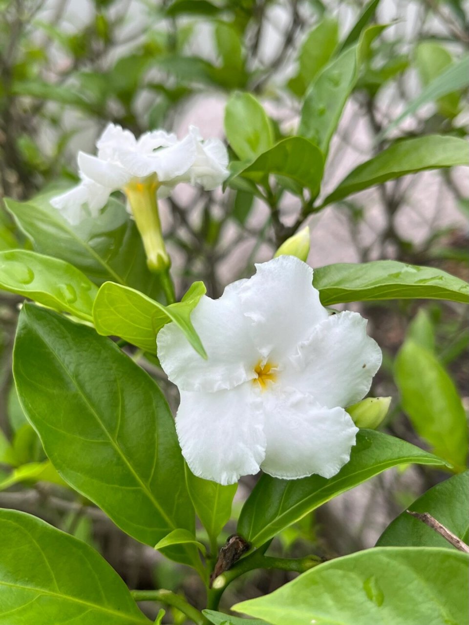 洁白清香的狗牙花  基本信息  * 学名:tabernaemontana divaricata *