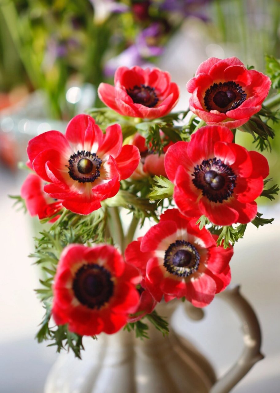 银莲花开|生活的希望和勇气被填满  银莲花盛开,红色耀眼,象征红火