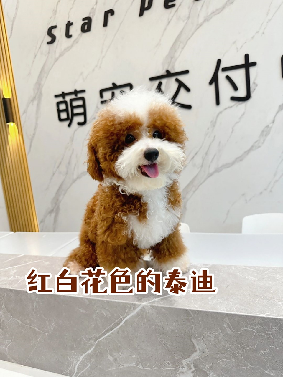 红白花色的泰迪  种公"桃花诺"听起来非常可爱.