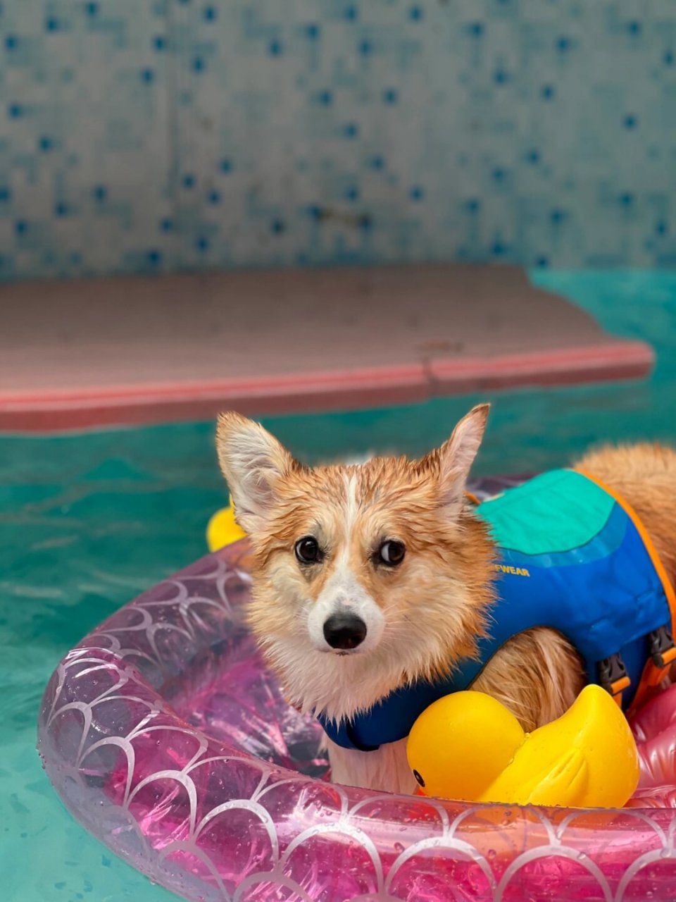 属于狗狗的夏天  狗狗们在这儿度过了无比欢乐的时光,脸上洋溢着满足