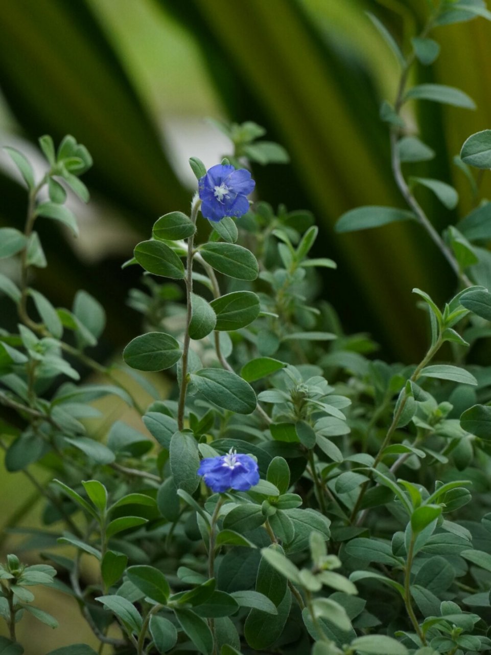 蓝星花唯美图片