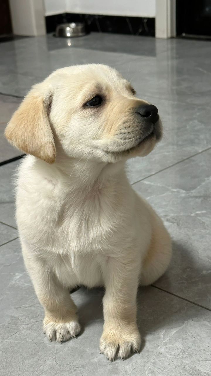 亲们,有没有被萌翻?拉布拉多幼犬们已经准备好开启他们的新生活啦!