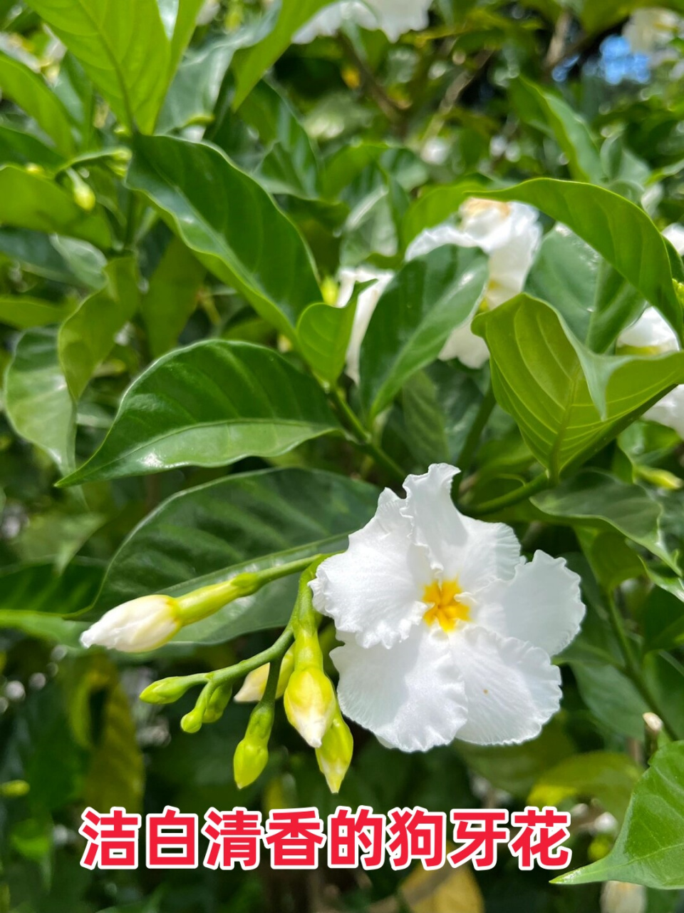 洁白清香的狗牙花  基本信息  * 学名:tabernaemontana divaricata *