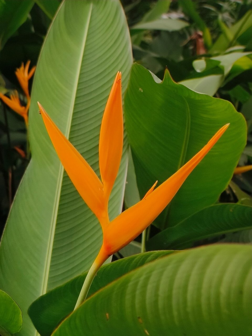 每天认识一种植物032 | 红鸟蕉  红鸟蕉,一个充满热带风情的名字,让人