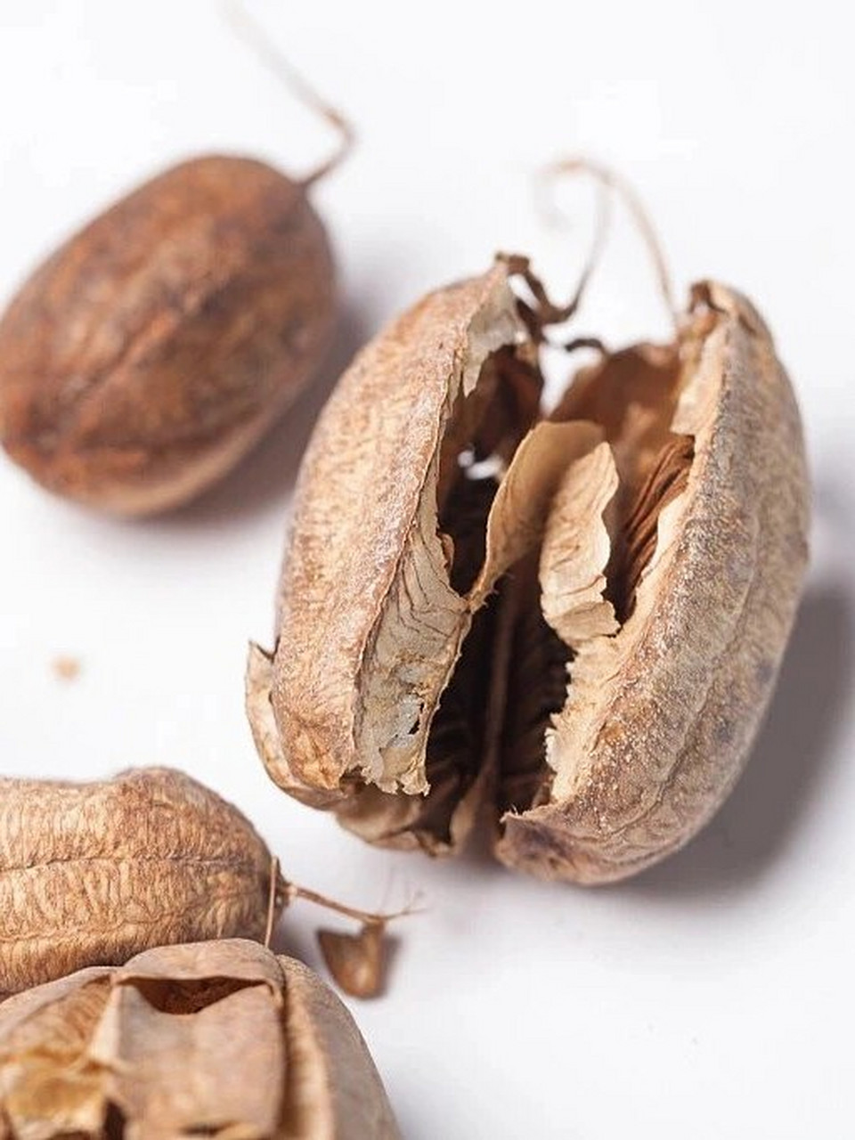 植物|马兜铃 成熟的果实像挂在马颈下的响铃  别名:兜铃,马兜零,臭