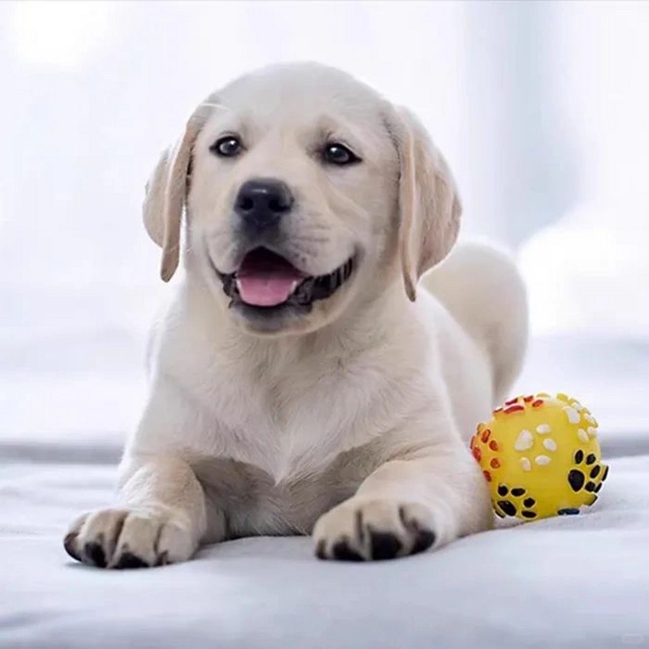 "超可爱!树洞犬小布拉多幼犬  让人一见倾心!