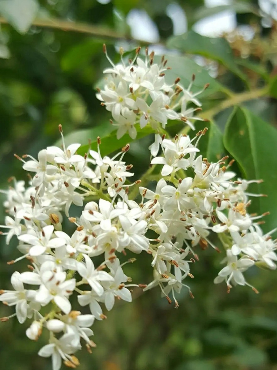 隶属于木犀科女贞属,是一种落叶灌木或小型乔木