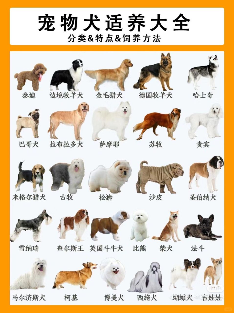 中型犬品种大全聪明图片