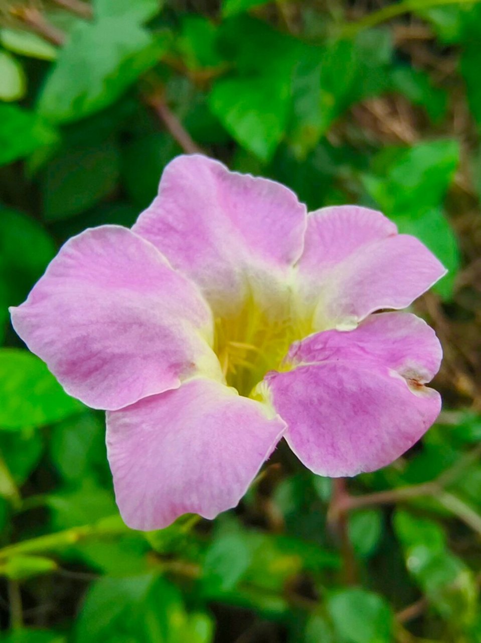 每天认识一种植物宽叶十万错  宽叶十万错,爵床科十万错属多年生草本
