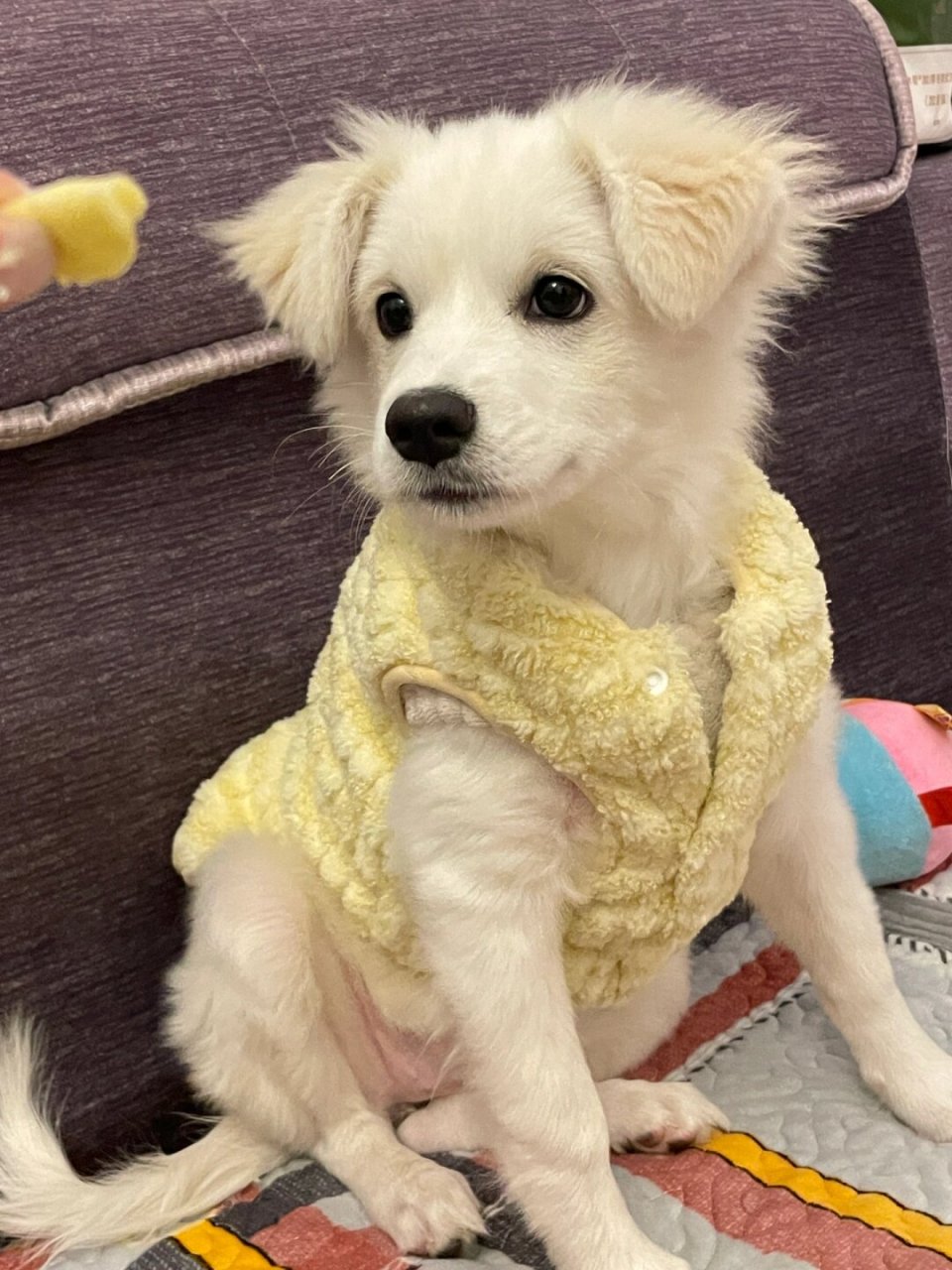 帮我看看这是什么狗  两个月前刚买的时候,卖家说是博美和银狐的串串.