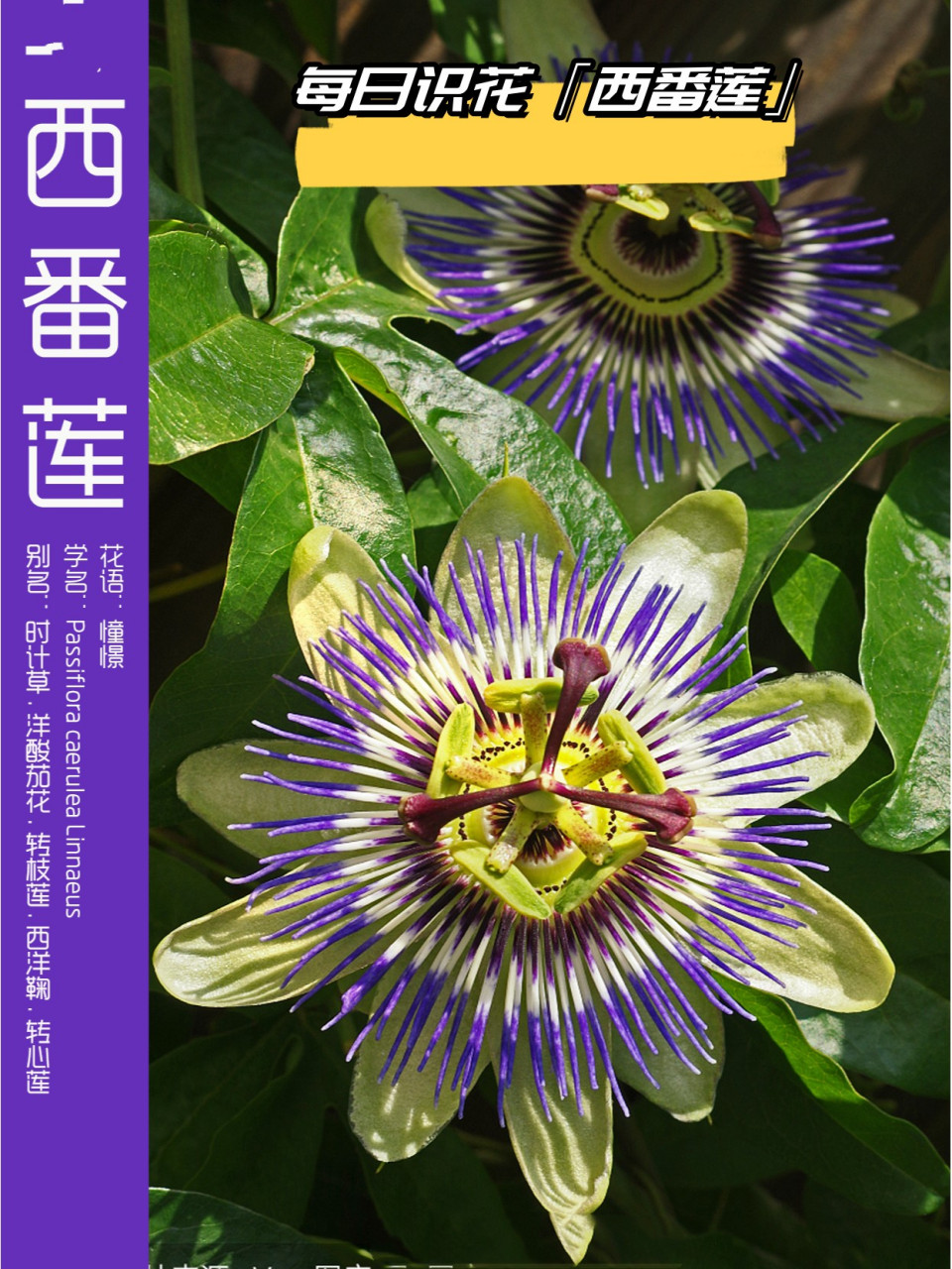 植物百科知识 西番莲,是一种多年生常绿攀缘藤本植物,以其馥郁香甜的