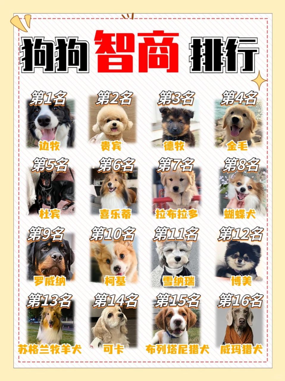 一,边牧  边境牧羊犬无疑是狗狗智商排行榜上的佼佼者