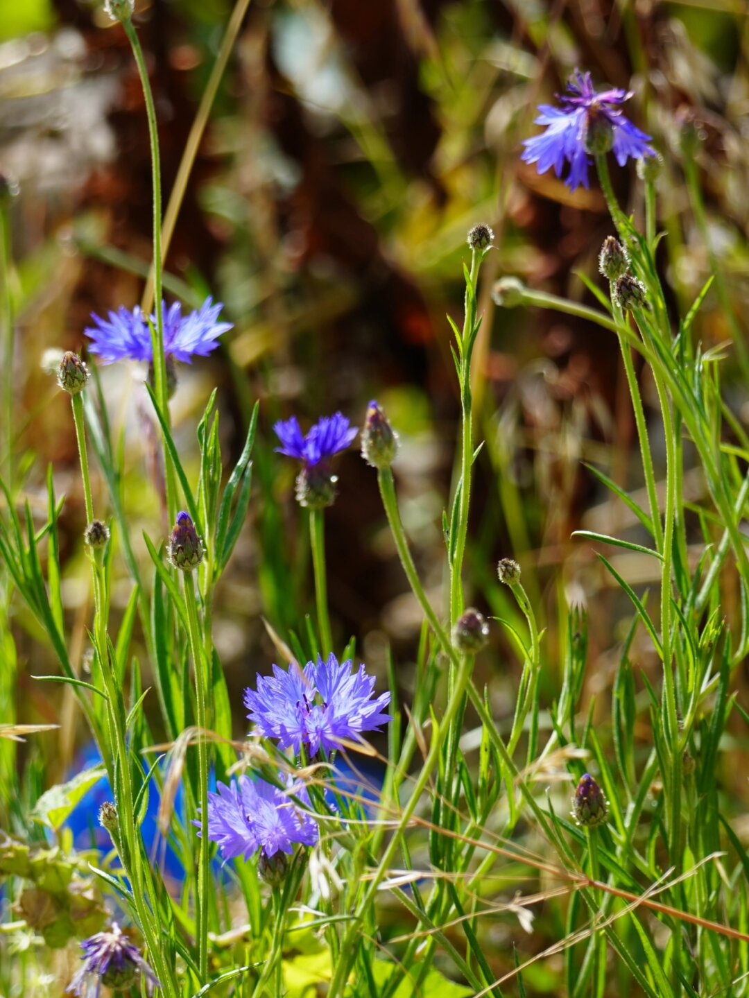 植物:矢车菊 所属科属:菊科矢车菊属  植物逸事