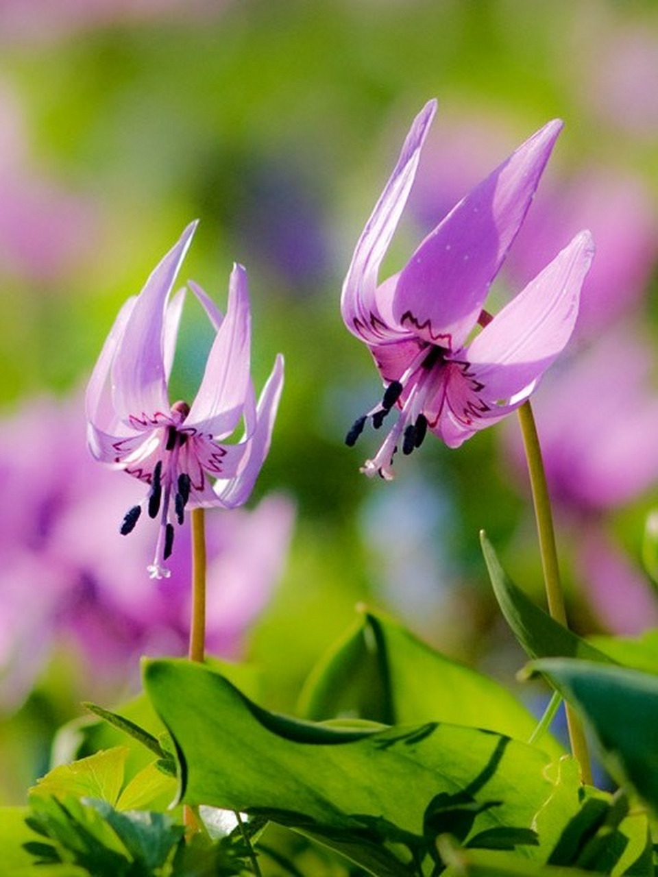 属于百合科猪牙花属.