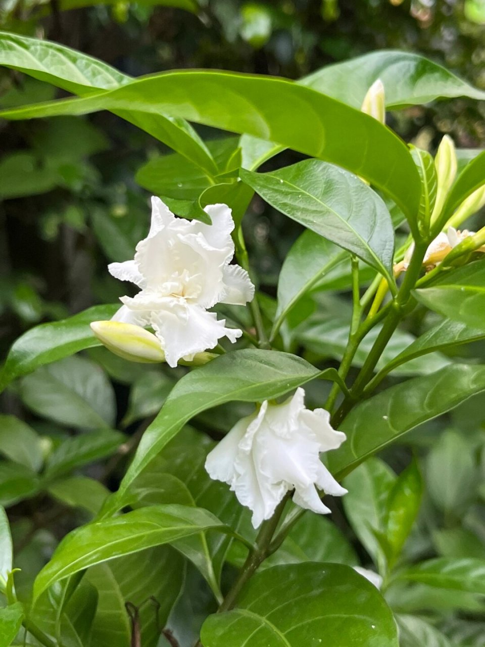 洁白清香的狗牙花  基本信息  * 学名:tabernaemontana divaricata *