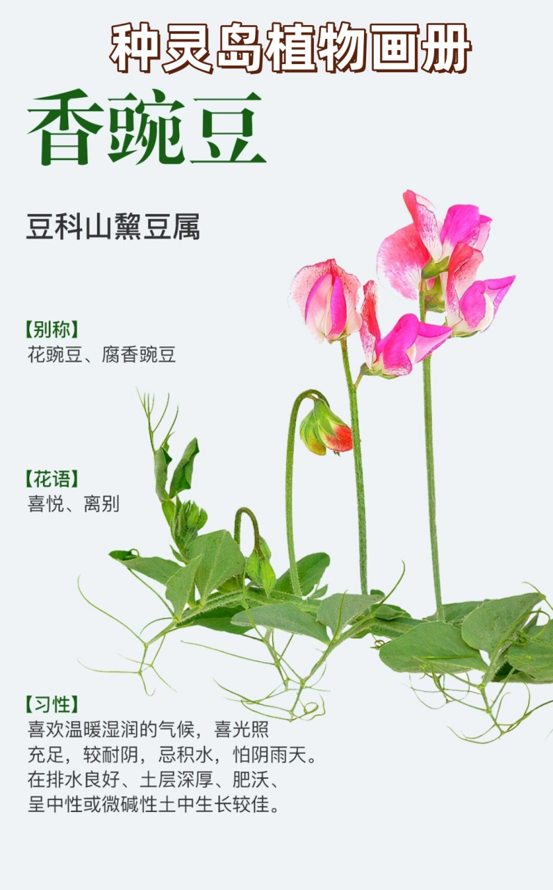 种灵岛植物画册  98香豌豆,豆科山黧豆属,别称花豌豆,腐香豌豆.