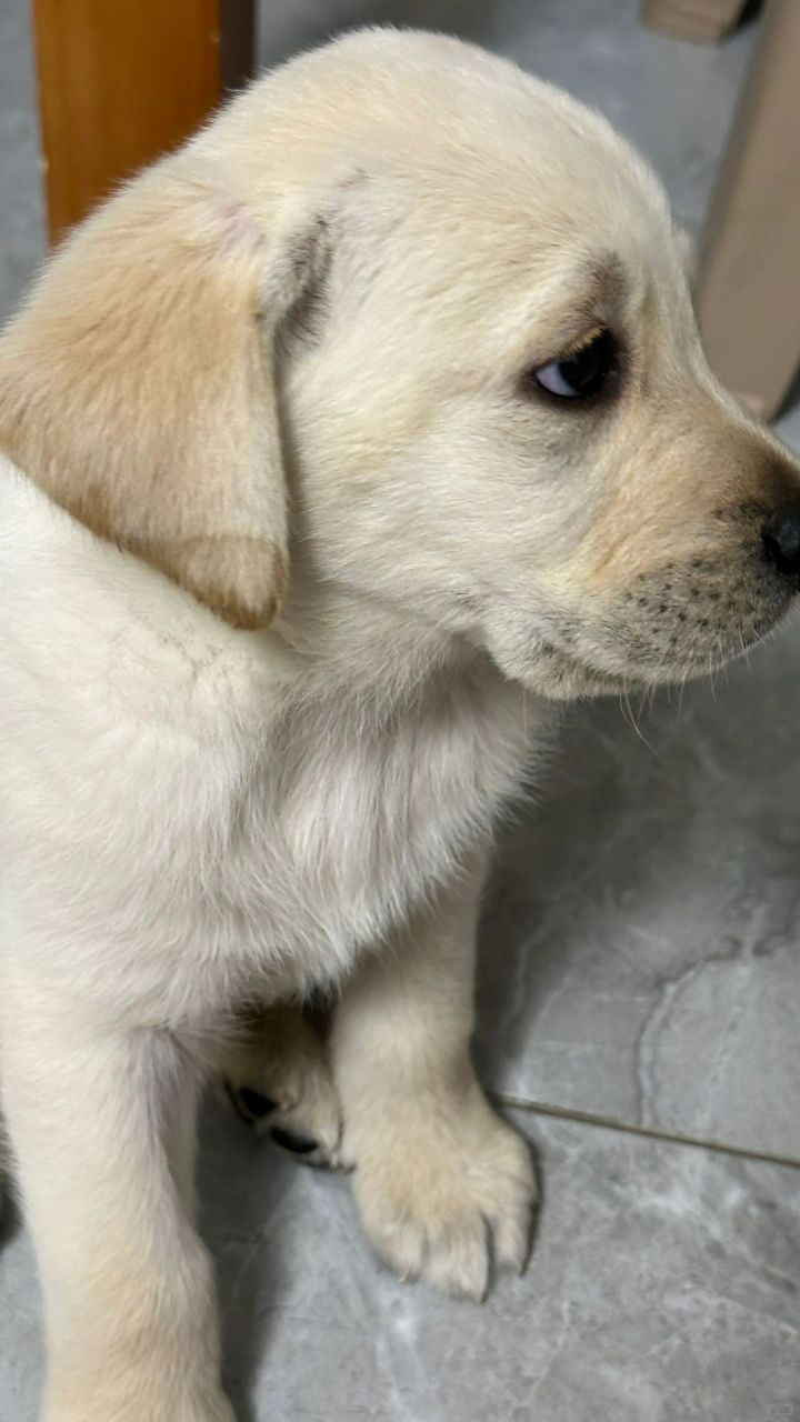 亲们,有没有被萌翻?拉布拉多幼犬们已经准备好开启他们的新生活啦!