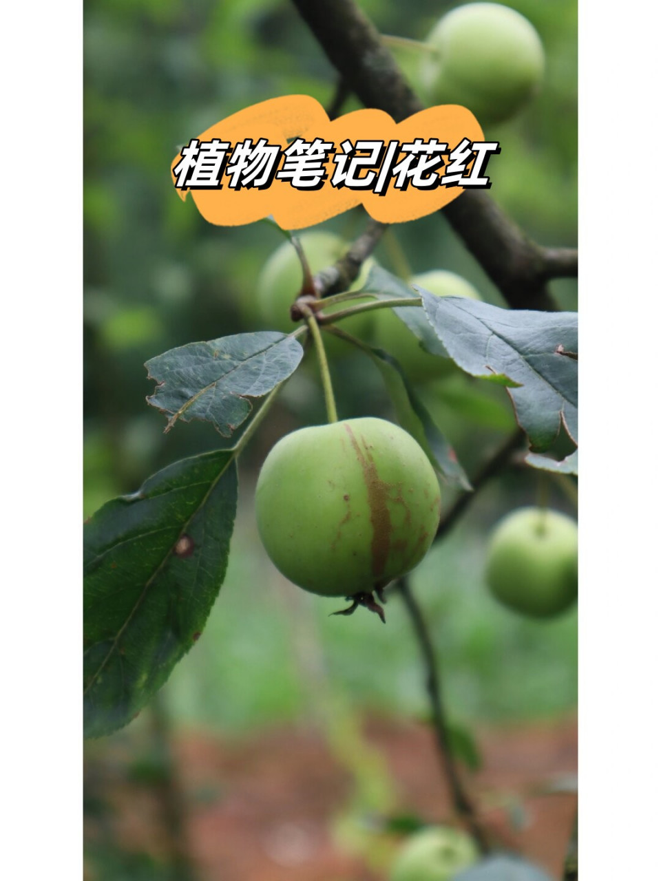 植物科属:蔷薇科,苹果亚科  植物别称:花红果,海棠果,沙果等  端午