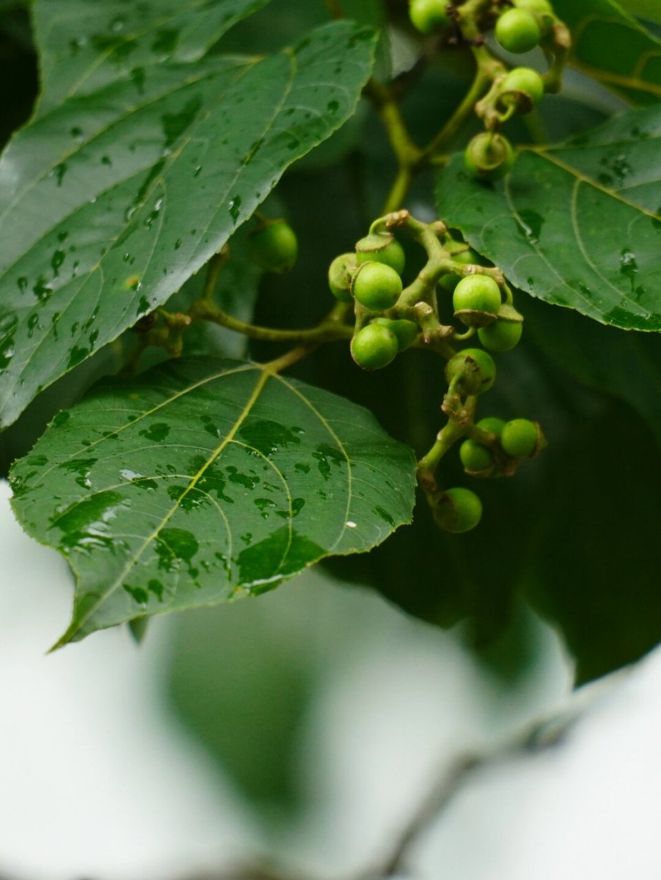 肯定没吃过它的果实  植物聚焦:枳椇——鼠李科枳椇属的一员  你是否