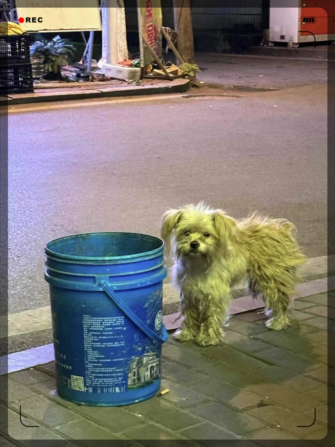 保护流浪狗,人人有责   在街头巷尾,你是否曾看到过这些无家可归的小