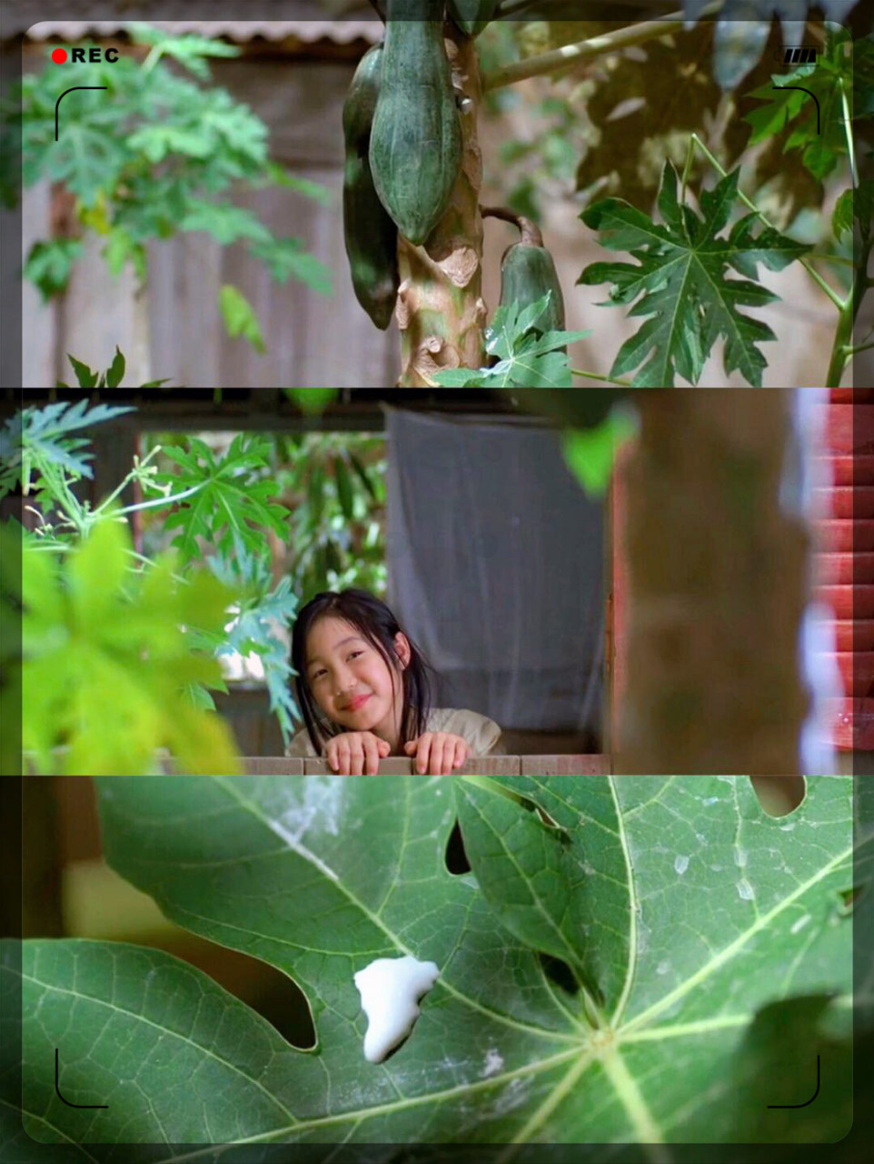 文艺唯美61越南电影,画面美感强  90:青木瓜之味 91剧情简介