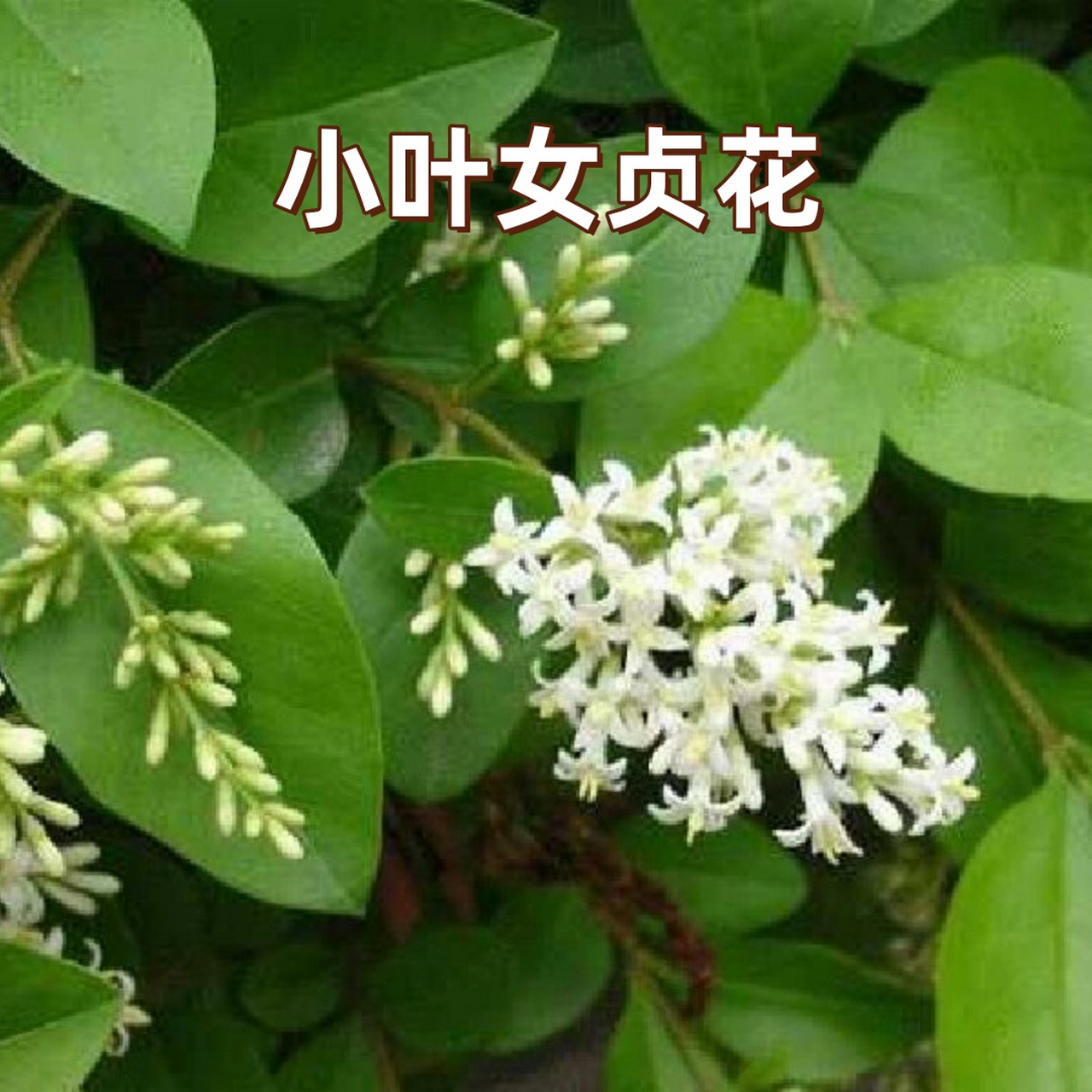 小叶女贞花  小叶女贞是木犀科女贞属的落叶或半常绿灌木.
