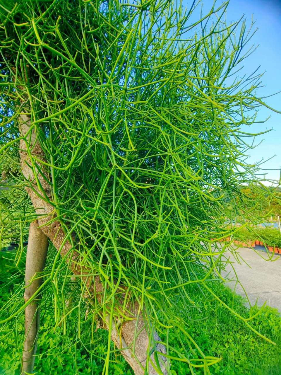 每天认识一种植物  绿玉树,又称光棍树,绿珊瑚,青珊瑚,属于大戟科大戟