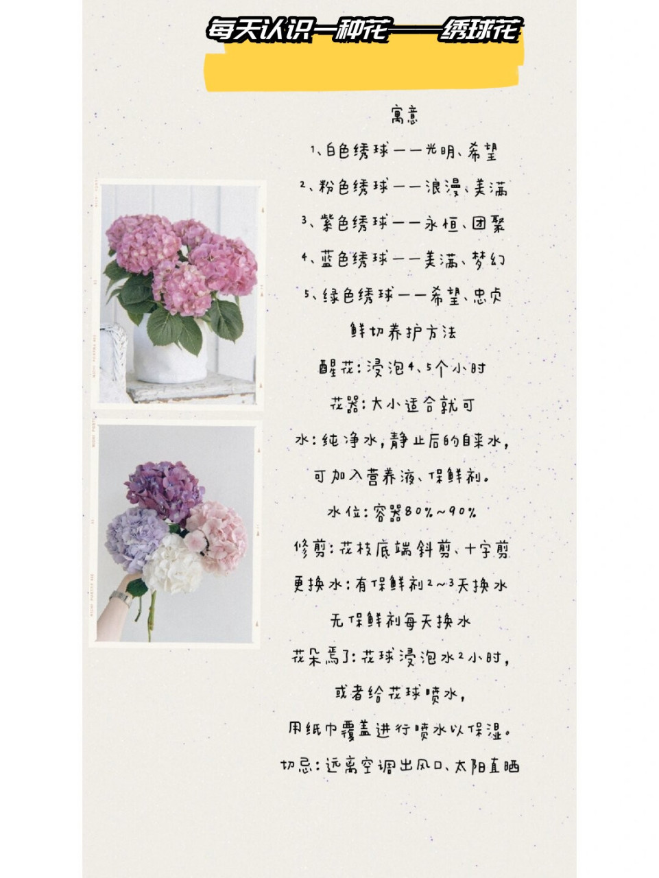 每天认识一种花——绣球花  绣球花语解读与鲜切养护指南  1.