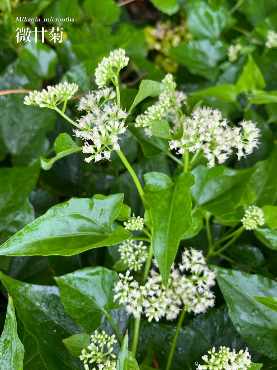 植物杀手薇甘菊图片