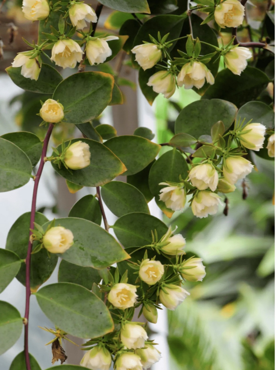 每日识花@「木麒麟花」  木麒麟,学名pereskia aculeata,属于仙人掌科