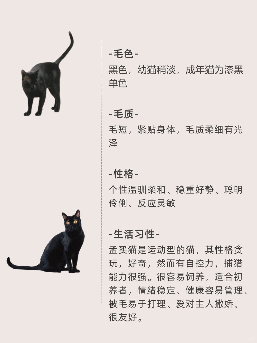孟买猫 快来看看这些小可爱吧 有会飞的狗狗爱