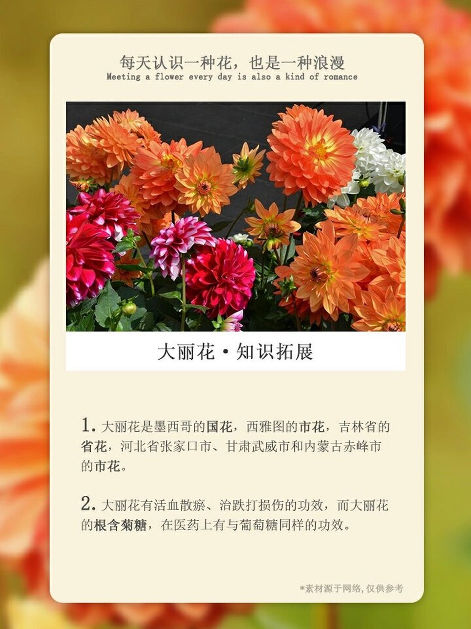 大丽花花语以及图片图片