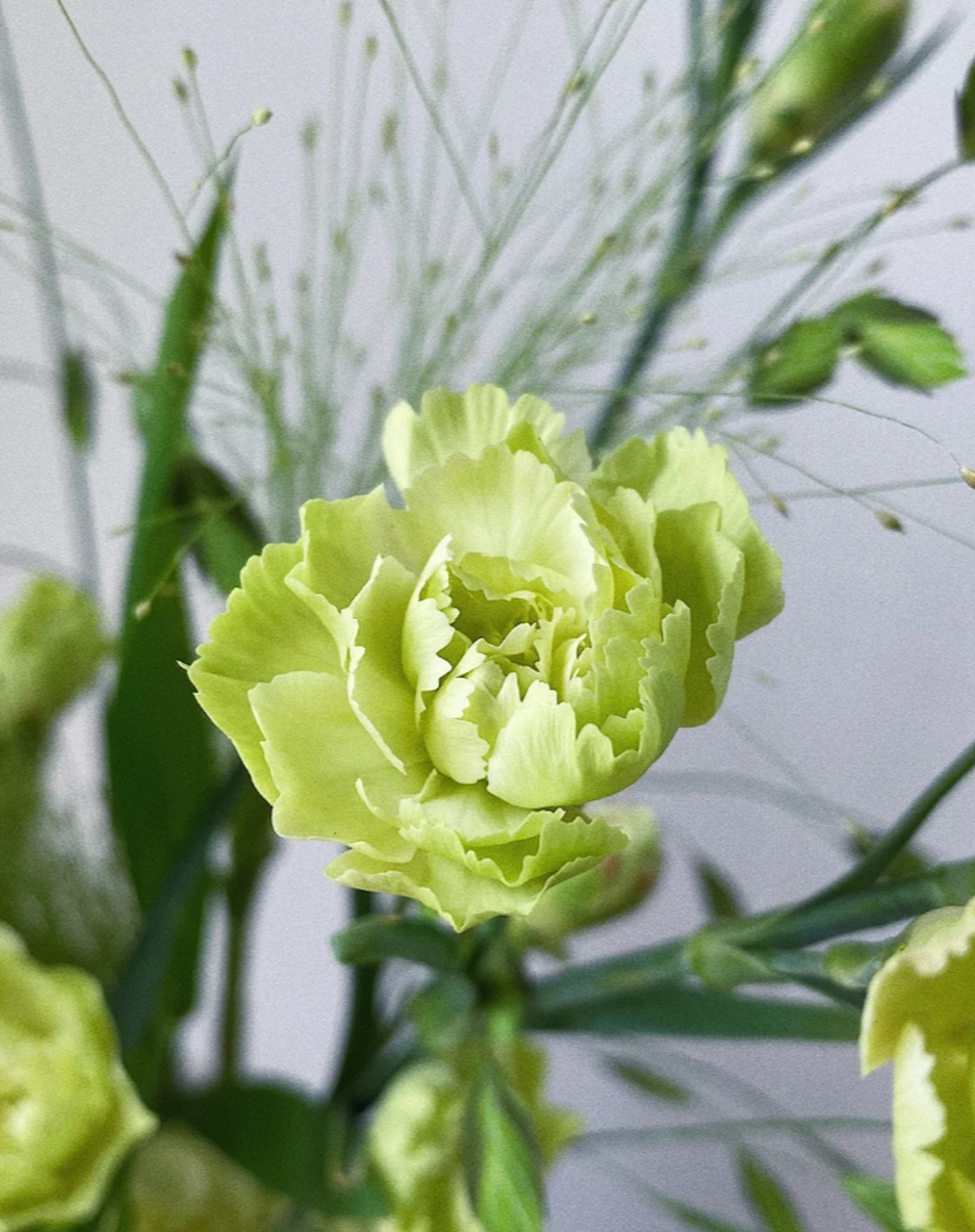 简约之美:绿色多头康乃馨的魅力 插花,这门古老的艺术,有时并不需要