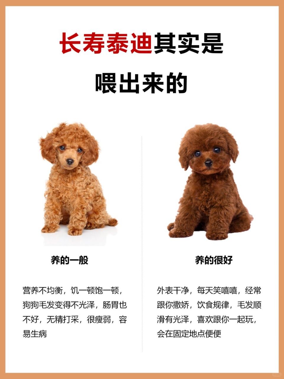 长寿是喂出来的  泰迪是一种非常聪明,活泼和可爱的犬种  它们的寿命