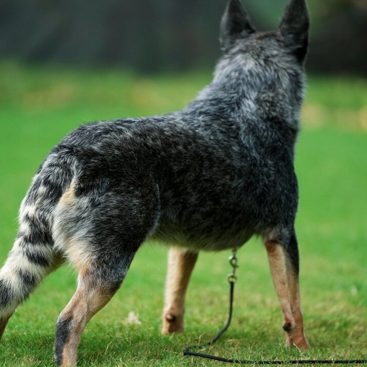 牧牛犬有哪些品种图片