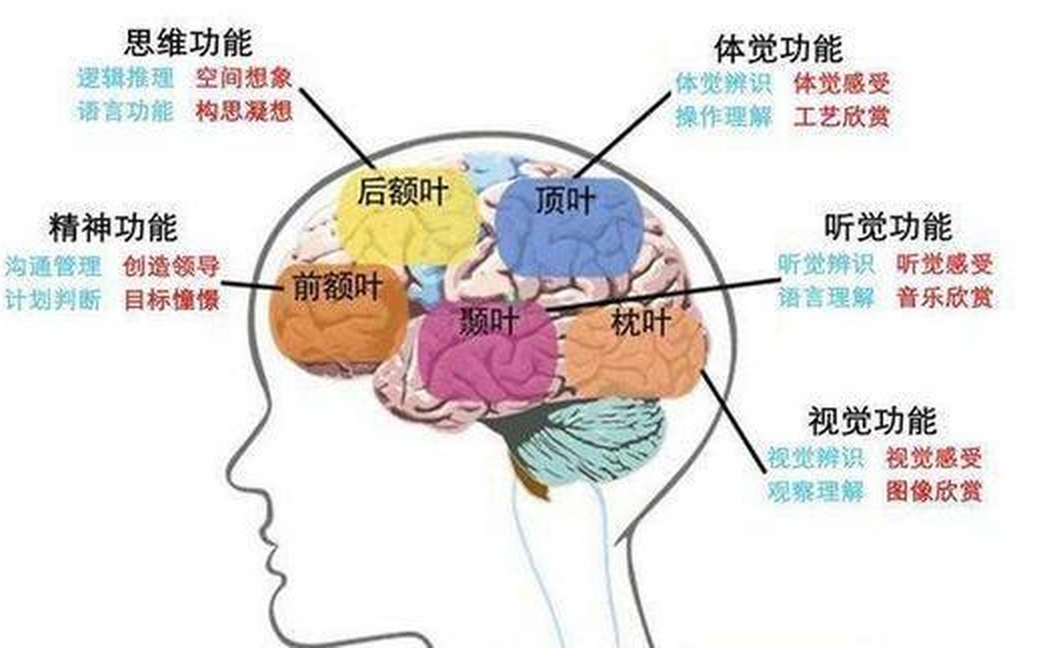 发病病灶,我们可以将癫痫分为枕叶癫痫,颞叶癫痫,额叶癫痫,顶叶癫痫