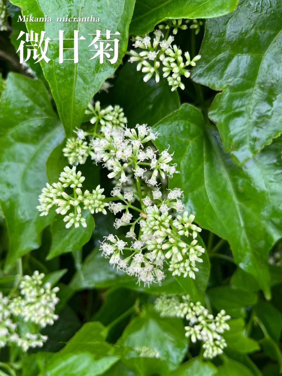 植物杀手薇甘菊图片