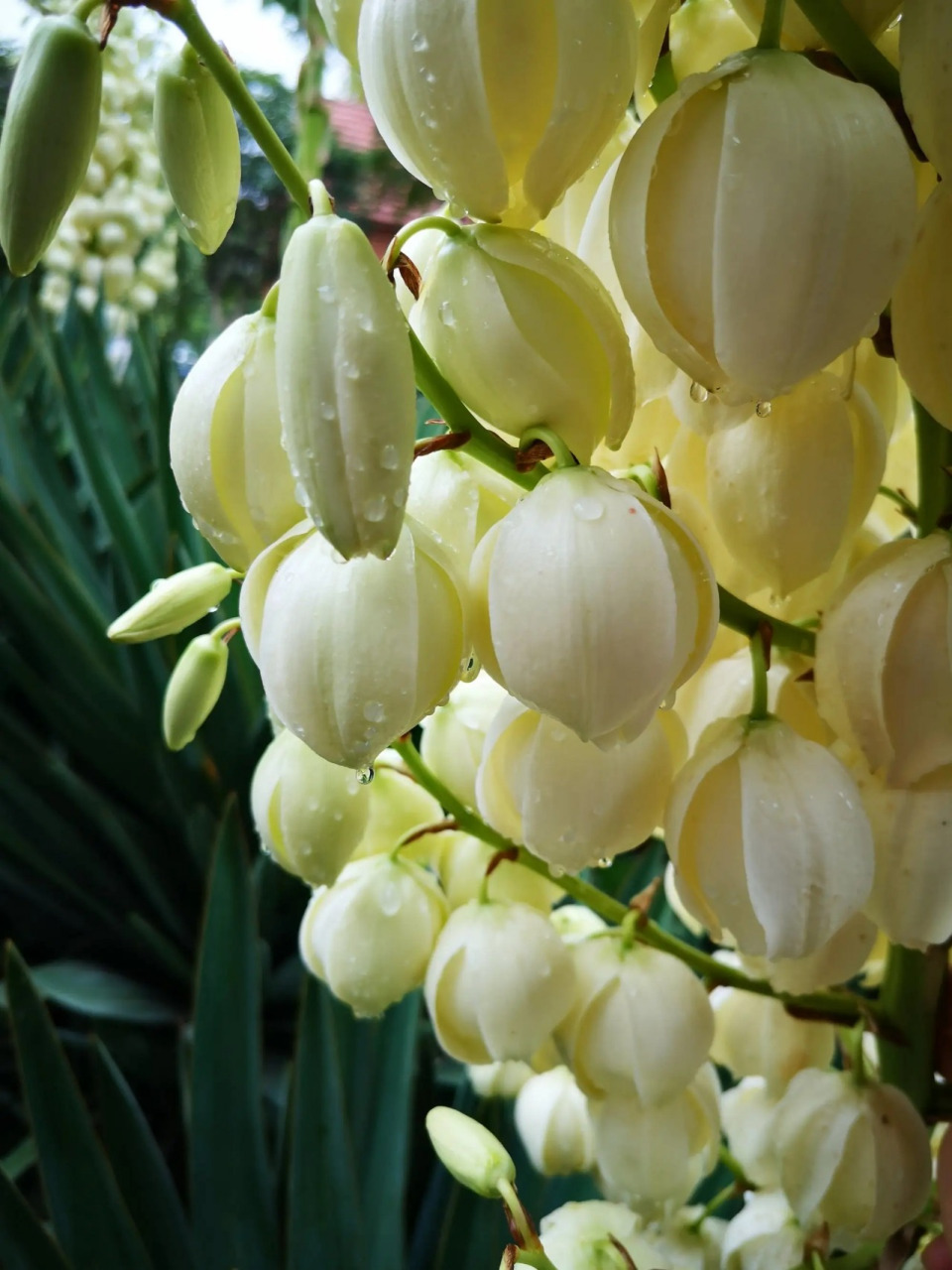 叶密集,螺旋排列于茎端,质地坚硬,表面有白粉,呈剑形.