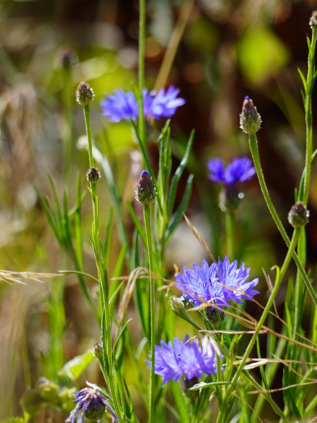 蓝色的幸运之花  植物:矢车菊 所属科属:菊科矢车菊属  植物逸事——"