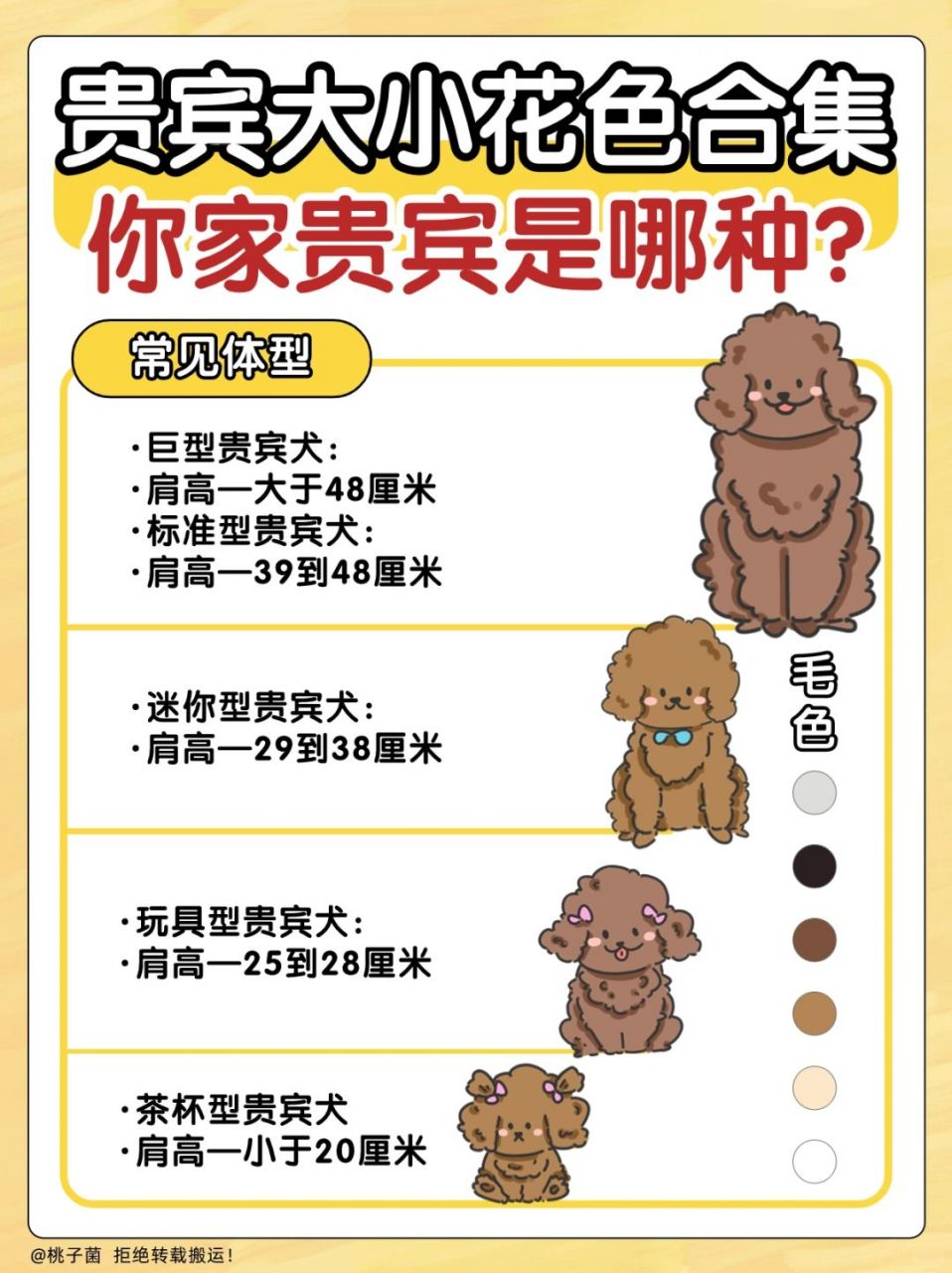 贵宾犬  又称为"贵妇犬",是一种非常优雅的犬种.
