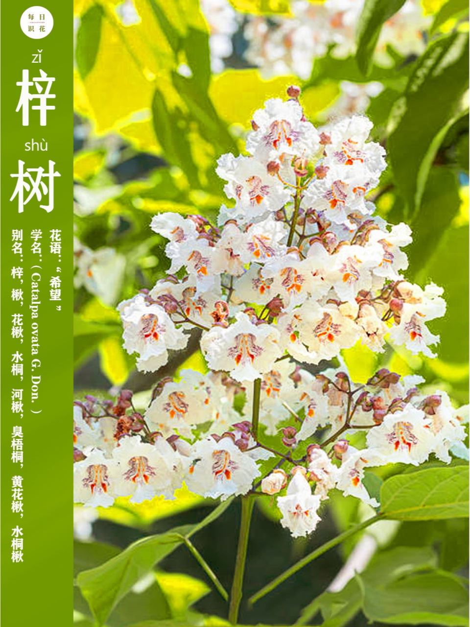 每日识花@「梓树」  梓树,别名楸,花楸,水桐等,为紫葳科梓属乔木,高