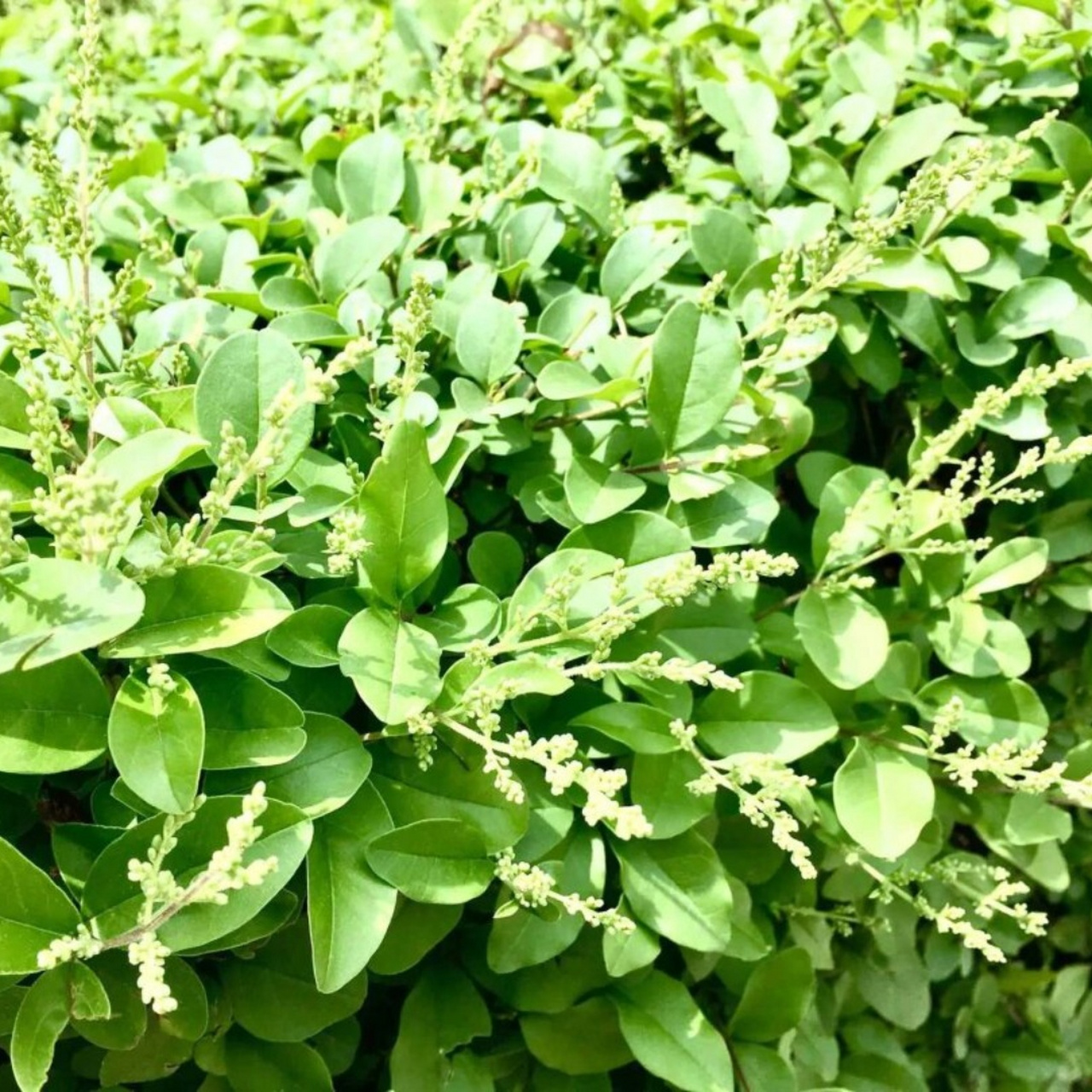 小叶女贞花  小叶女贞是木犀科女贞属的落叶或半常绿灌木.