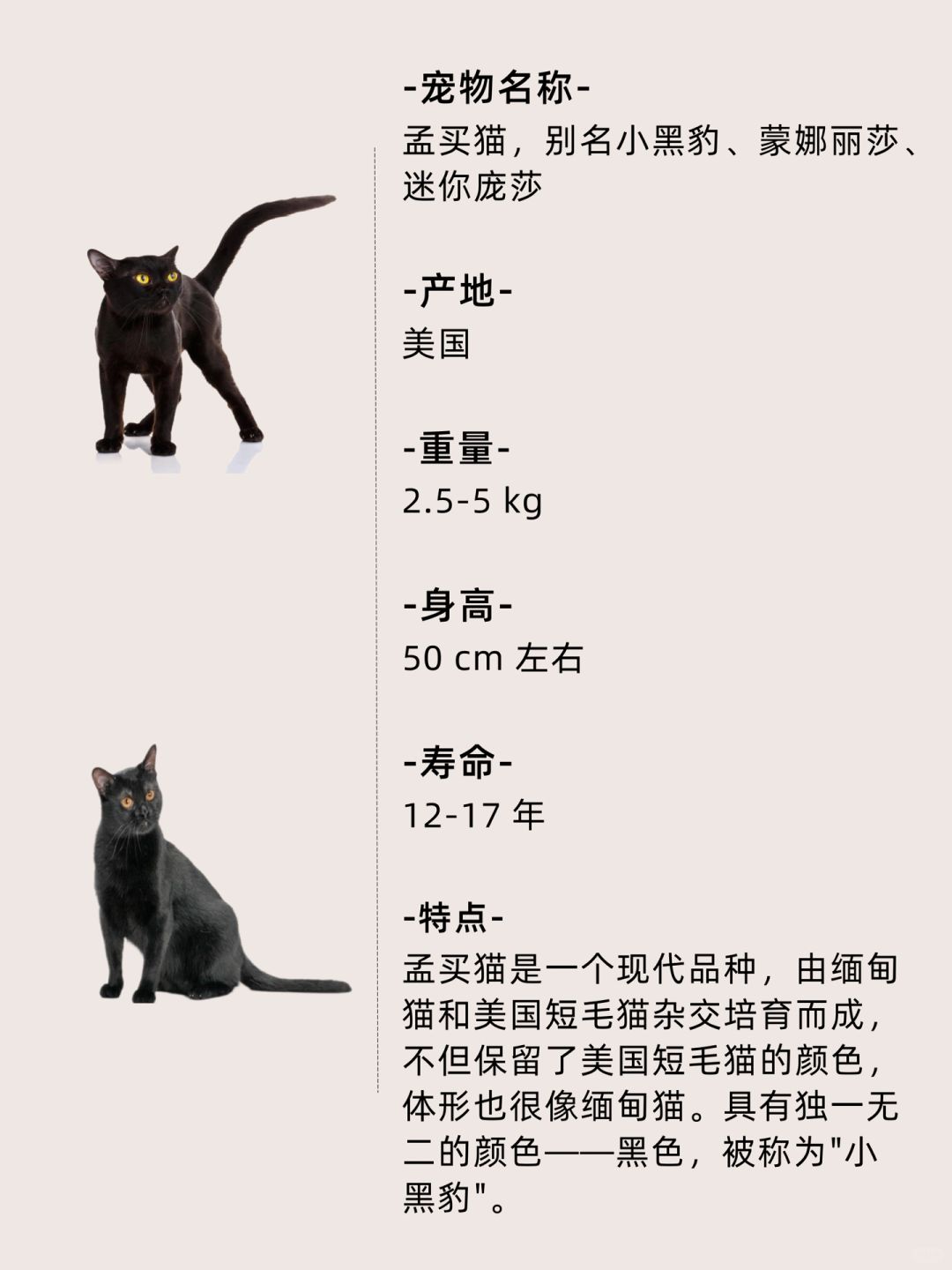 孟买猫 快来看看这些小可爱吧 有会飞的狗狗爱