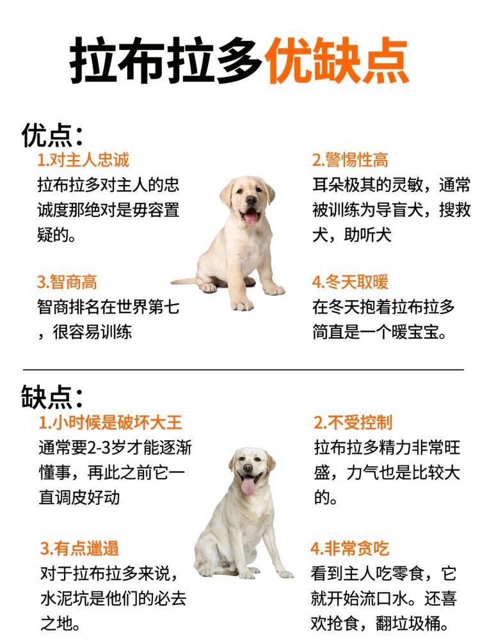 拉布拉多犬介绍简介图片