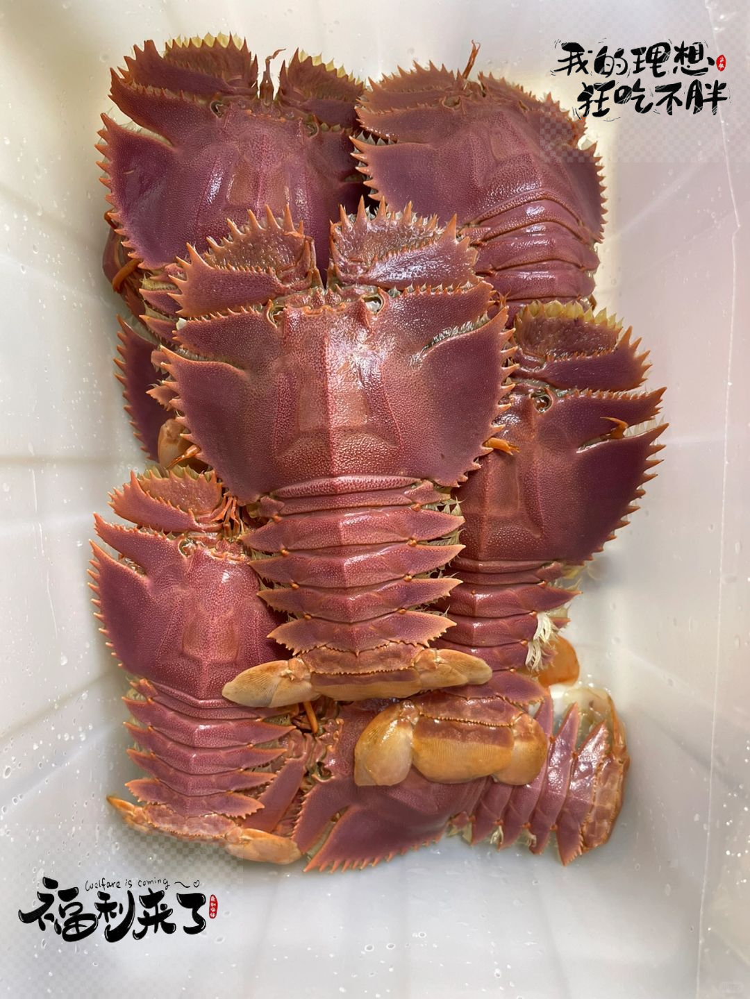 初识琵琶虾,从惊吓到喜爱的美食.@美食界乔疯的动态