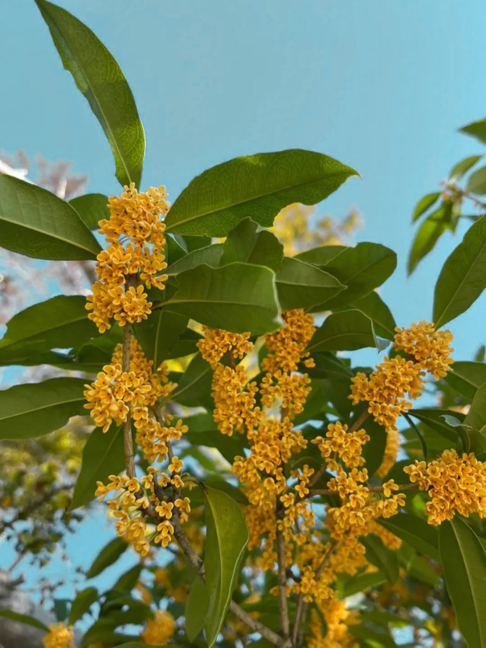 每日识花@「桂花」  桂花是中国传统名花,属木樨科常绿灌木或小乔木.