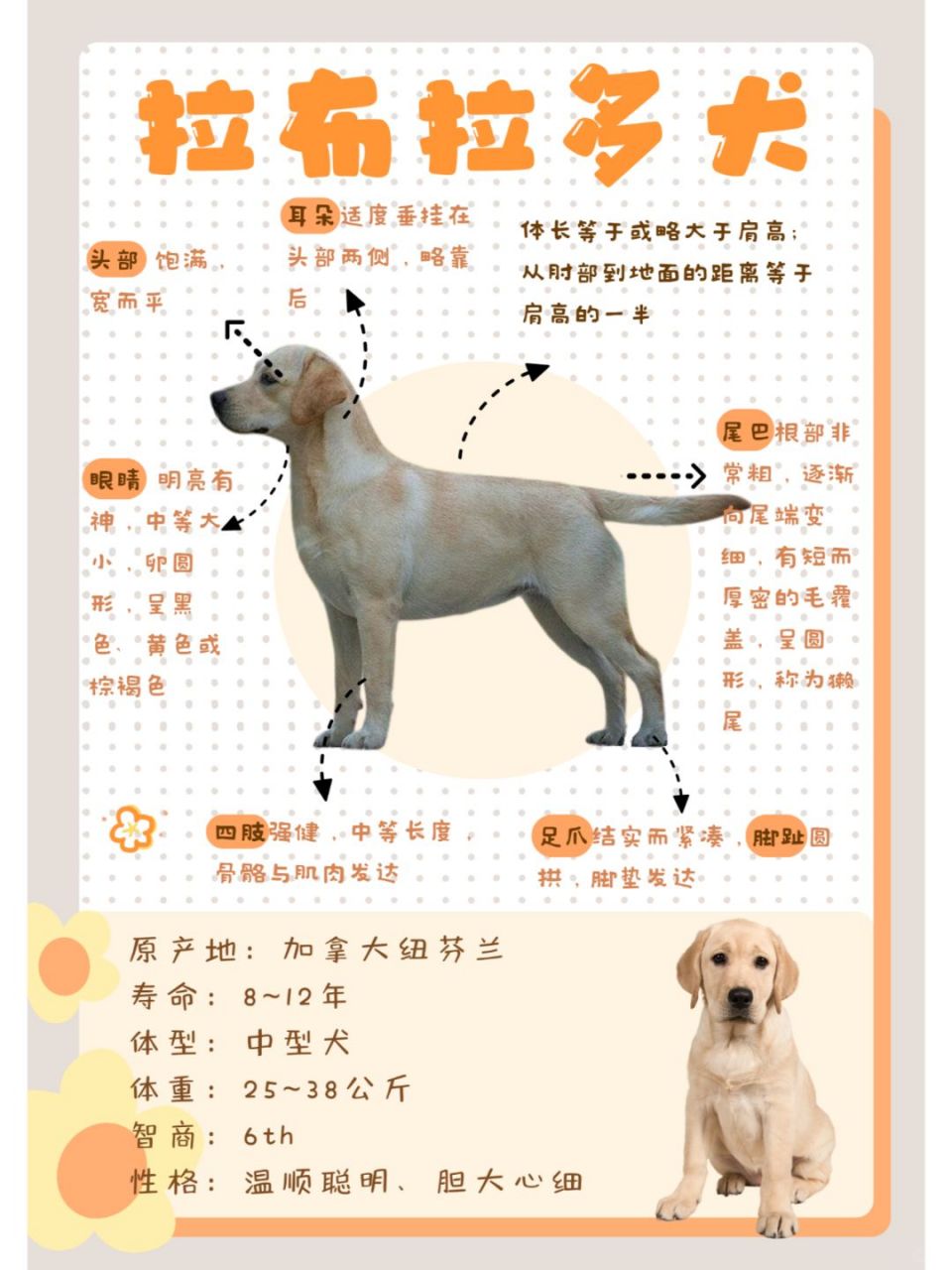 拉布拉多犬特性图片