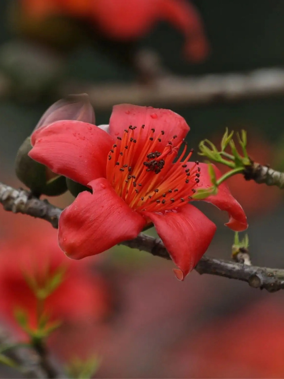 木棉花的品种图片大全图片