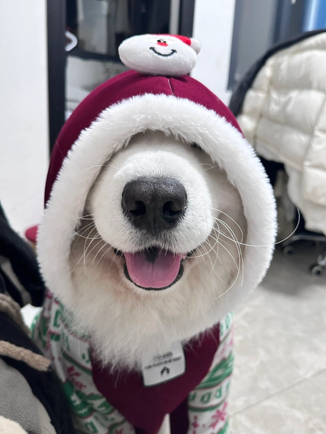 萨摩耶犬的日常生活点滴  萨摩耶这一源自西伯利亚