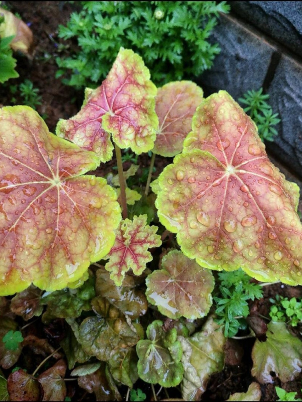 每天认识一种花|矾根  矾根,又名珊瑚铃,属于虎耳草科矾根属的多年生